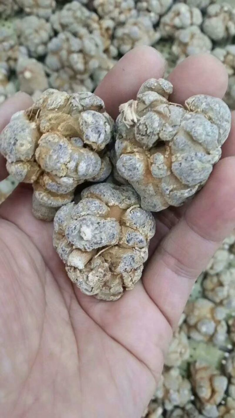 三七根茎60头选货干货