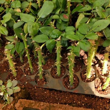 红玫瑰苗10~20cm