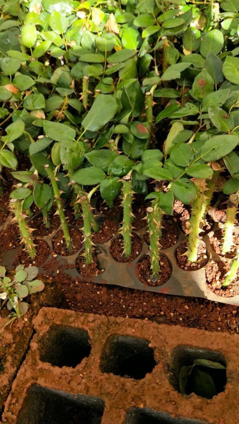 红玫瑰苗10~20cm