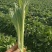增城迟菜心40~50cm