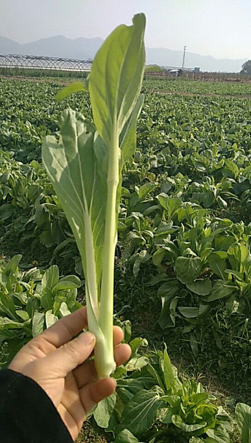 增城迟菜心40~50cm