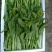 增城迟菜心40~50cm