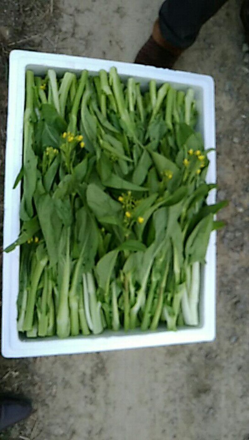 增城迟菜心40~50cm
