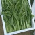增城迟菜心40~50cm