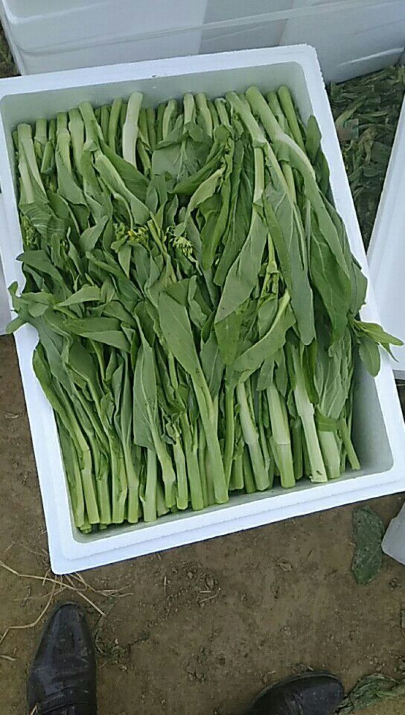 增城迟菜心40~50cm