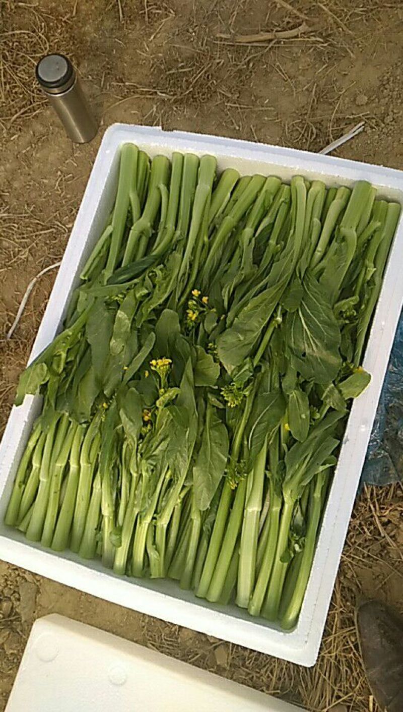 增城迟菜心40~50cm