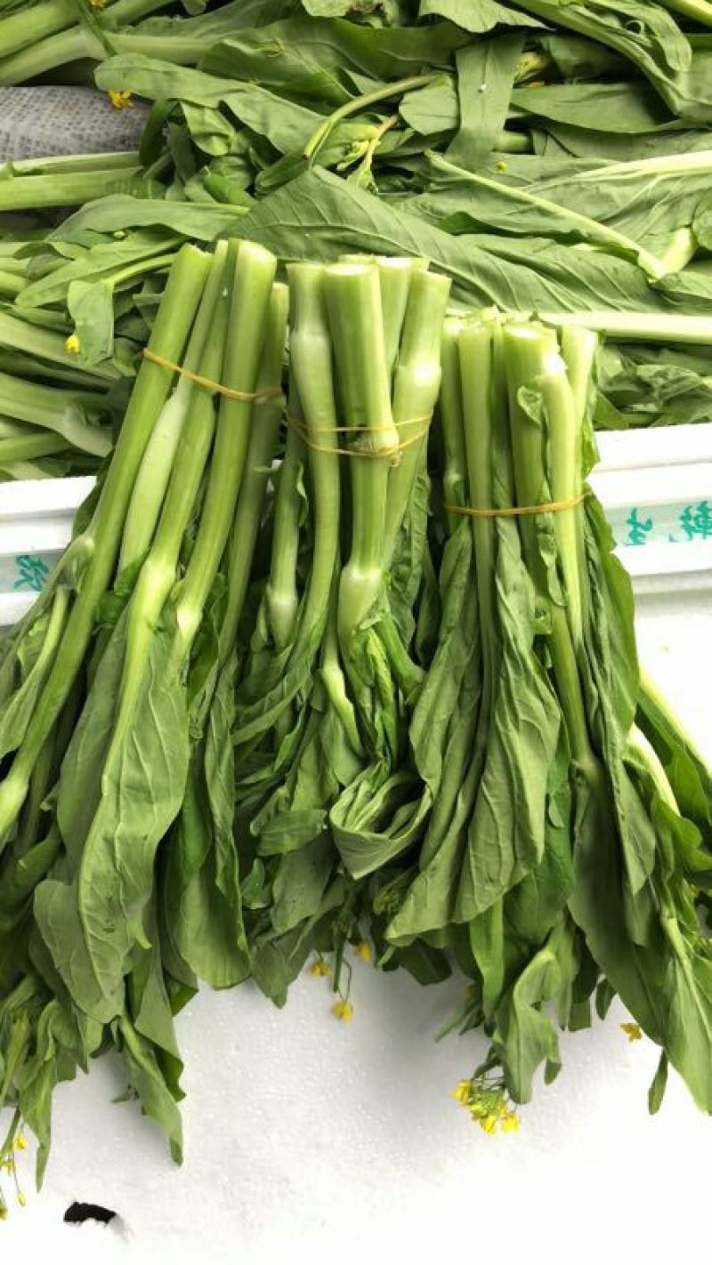 增城迟菜心40~50cm