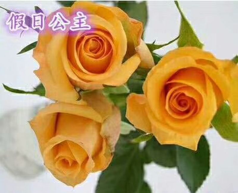 黄玫瑰苗10~20cm