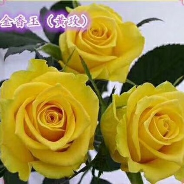 黄玫瑰苗10~20cm