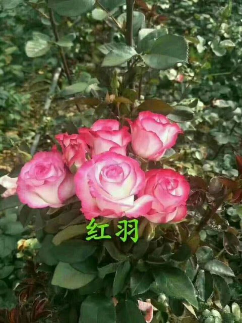 黄玫瑰苗10~20cm