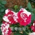 黄玫瑰苗10~20cm