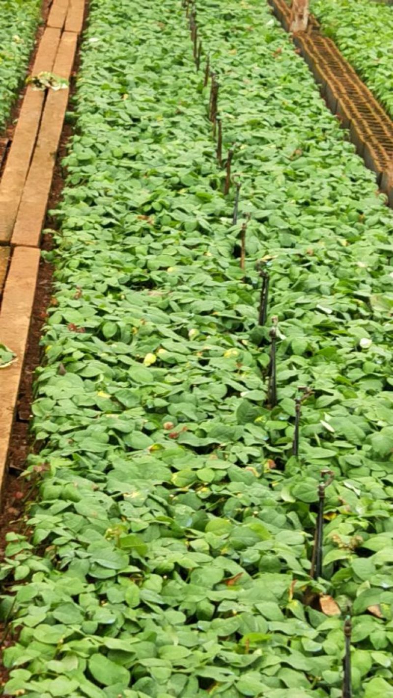 黄玫瑰苗10~20cm