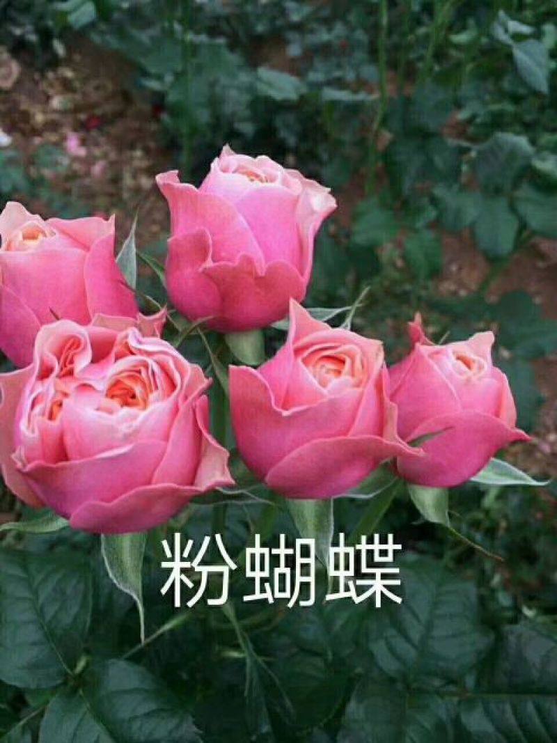 黄玫瑰苗10~20cm