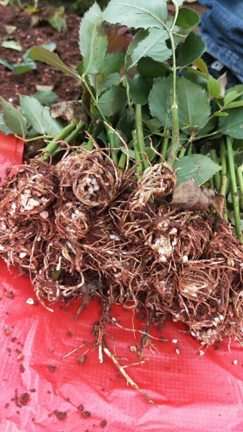 黄玫瑰苗10~20cm