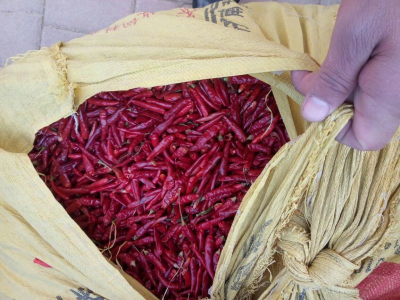 新一代干辣椒上通货8.5成干