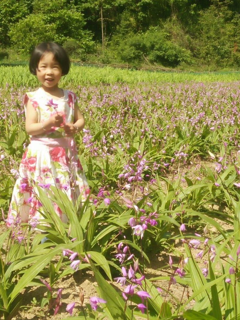 白芨鲜货统货