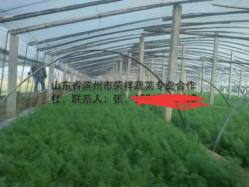 茴香30~40cm优质茴香，色绿，颜色好，量很大