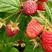 树莓苗进口高产大果型双季树莓苗黑树莓，黄树莓苗，红树莓苗