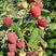 树莓苗进口高产大果型双季树莓苗黑树莓，黄树莓苗，红树莓苗