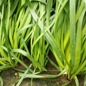 大叶韭菜头茬