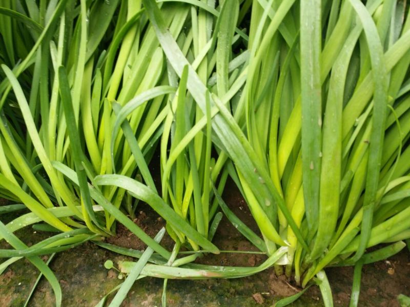 大叶韭菜头茬