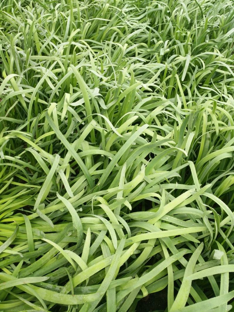 大叶韭菜头茬