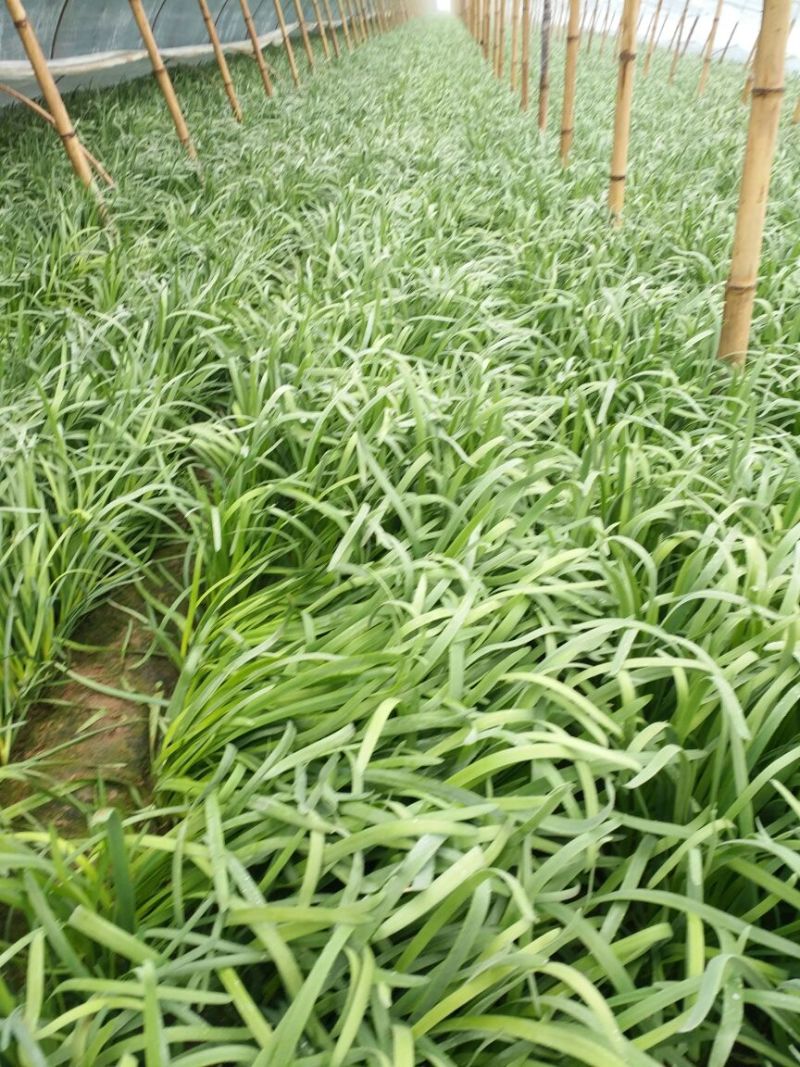 大叶韭菜头茬