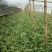 大叶韭菜头茬