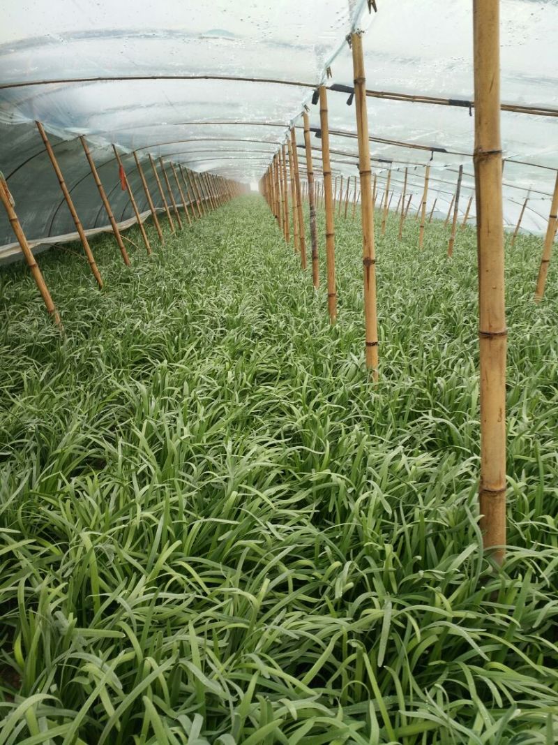 大叶韭菜头茬