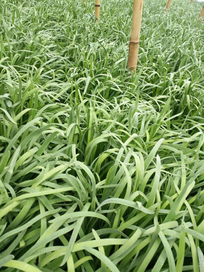 大叶韭菜头茬