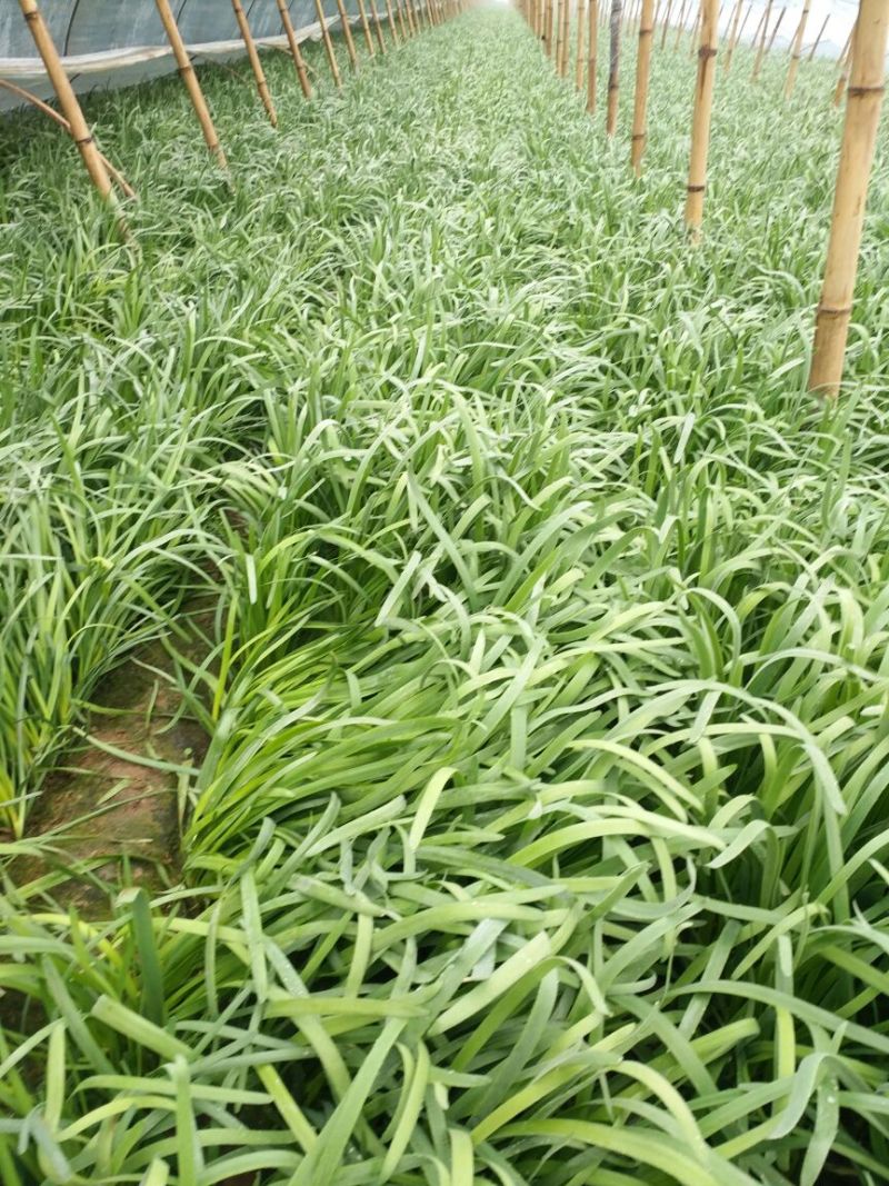 大叶韭菜头茬