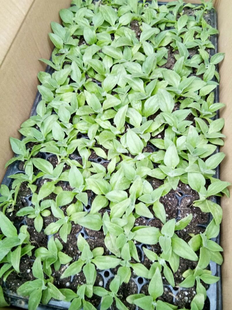 非洲冰草冰菜苗冰菜苗