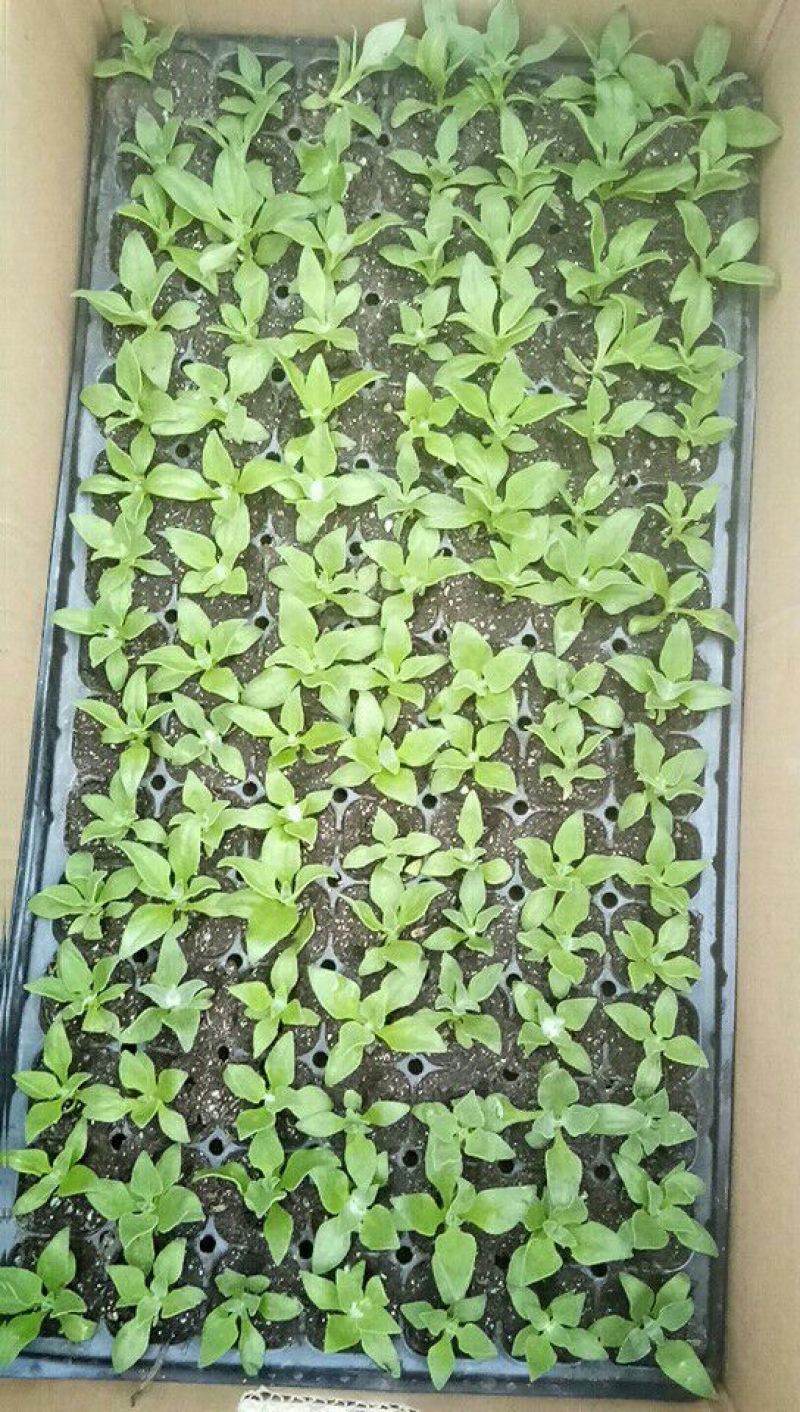 非洲冰草冰菜苗冰菜苗
