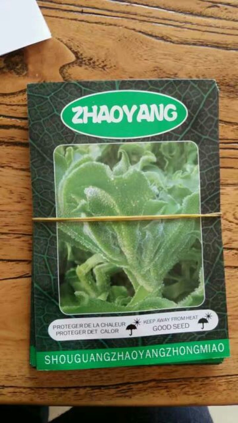 冰草冰菜苗冰草苗