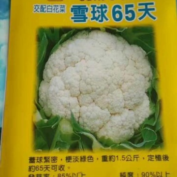 青梗菜花种苗菜花苗松花菜苗
