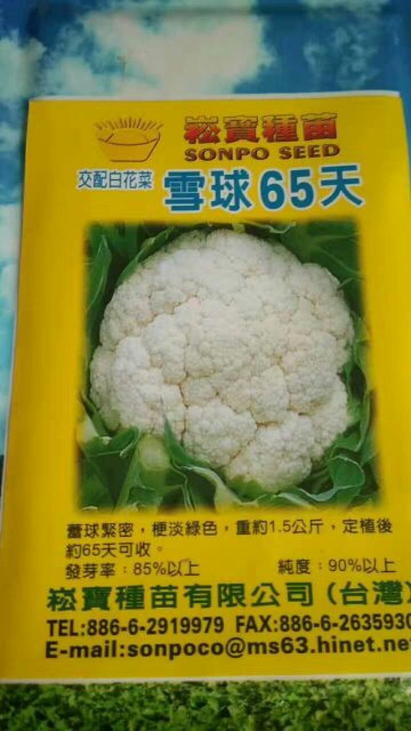 青梗菜花种苗菜花苗松花菜苗