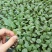 青梗菜花种苗菜花苗松花菜苗