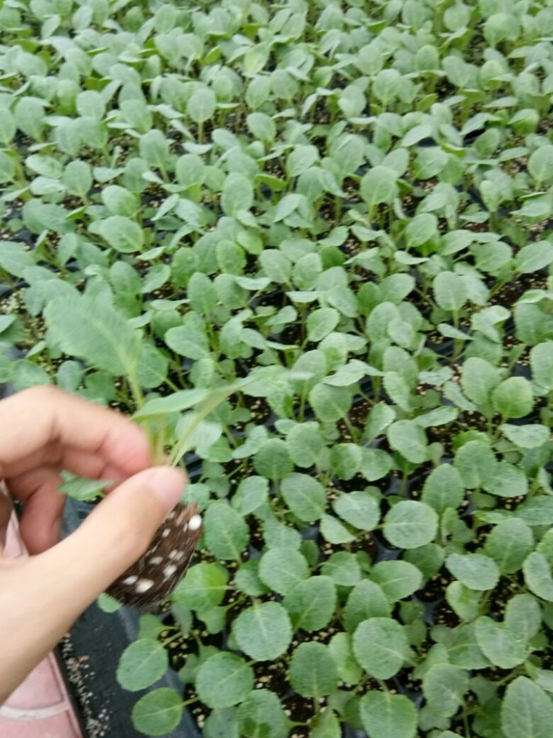 青梗菜花种苗菜花苗松花菜苗