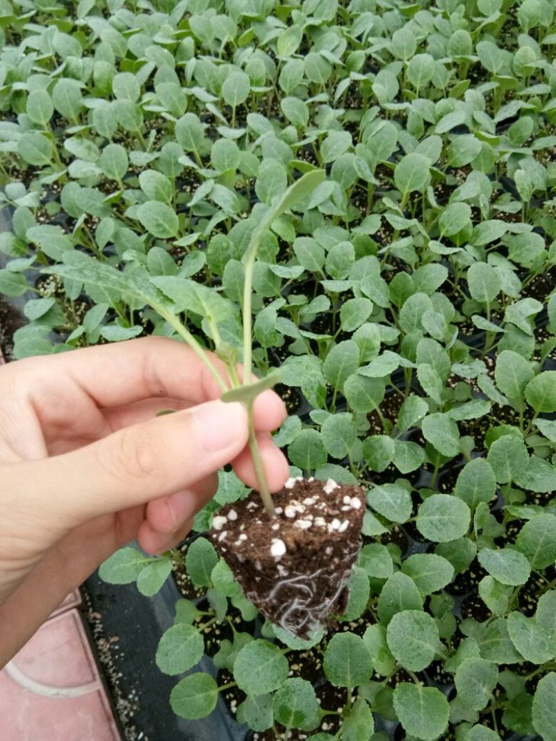 青梗菜花种苗菜花苗松花菜苗
