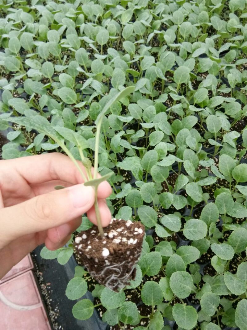 青梗菜花种苗菜花苗松花菜苗