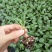 青梗菜花种苗菜花苗松花菜苗