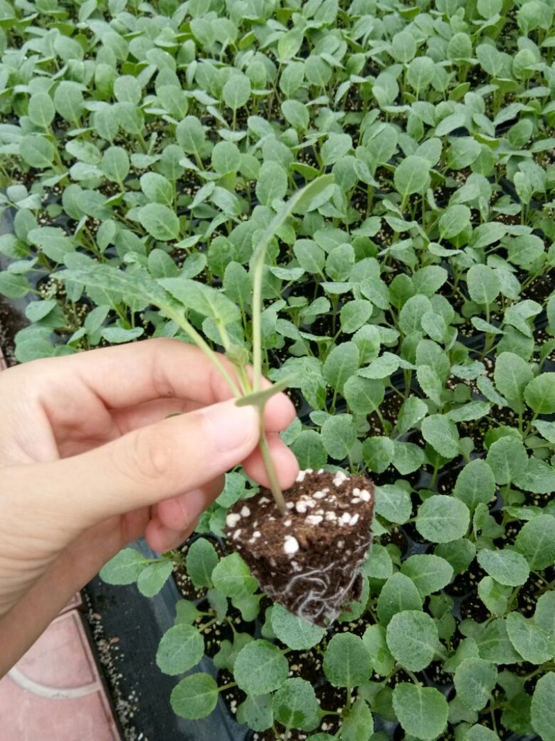青梗菜花种苗菜花苗松花菜苗