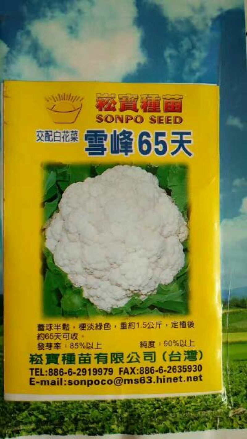 青梗菜花种苗菜花苗松花菜苗