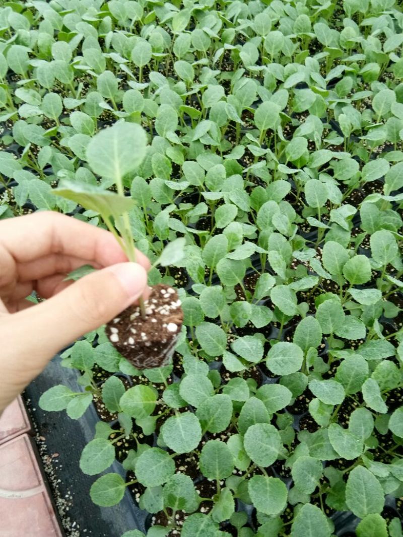 青梗菜花种苗菜花苗松花菜苗