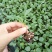 青梗菜花种苗菜花苗松花菜苗