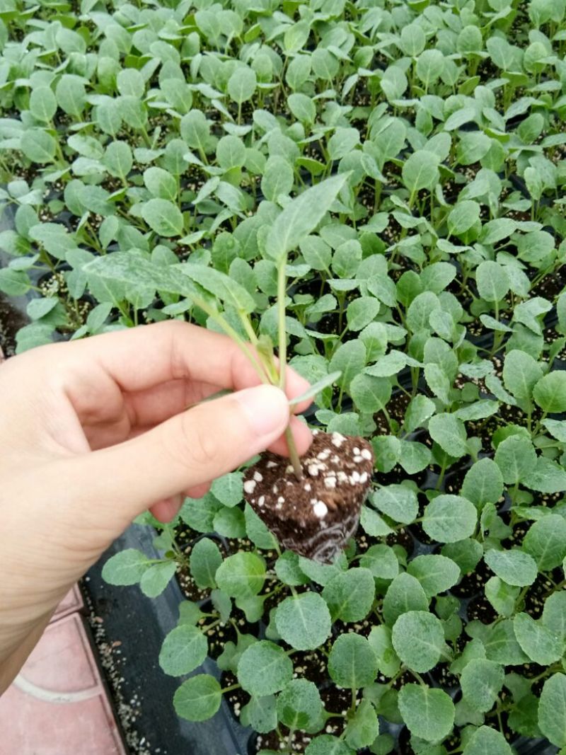 青梗菜花种苗菜花苗松花菜苗