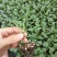 青梗菜花种苗菜花苗松花菜苗