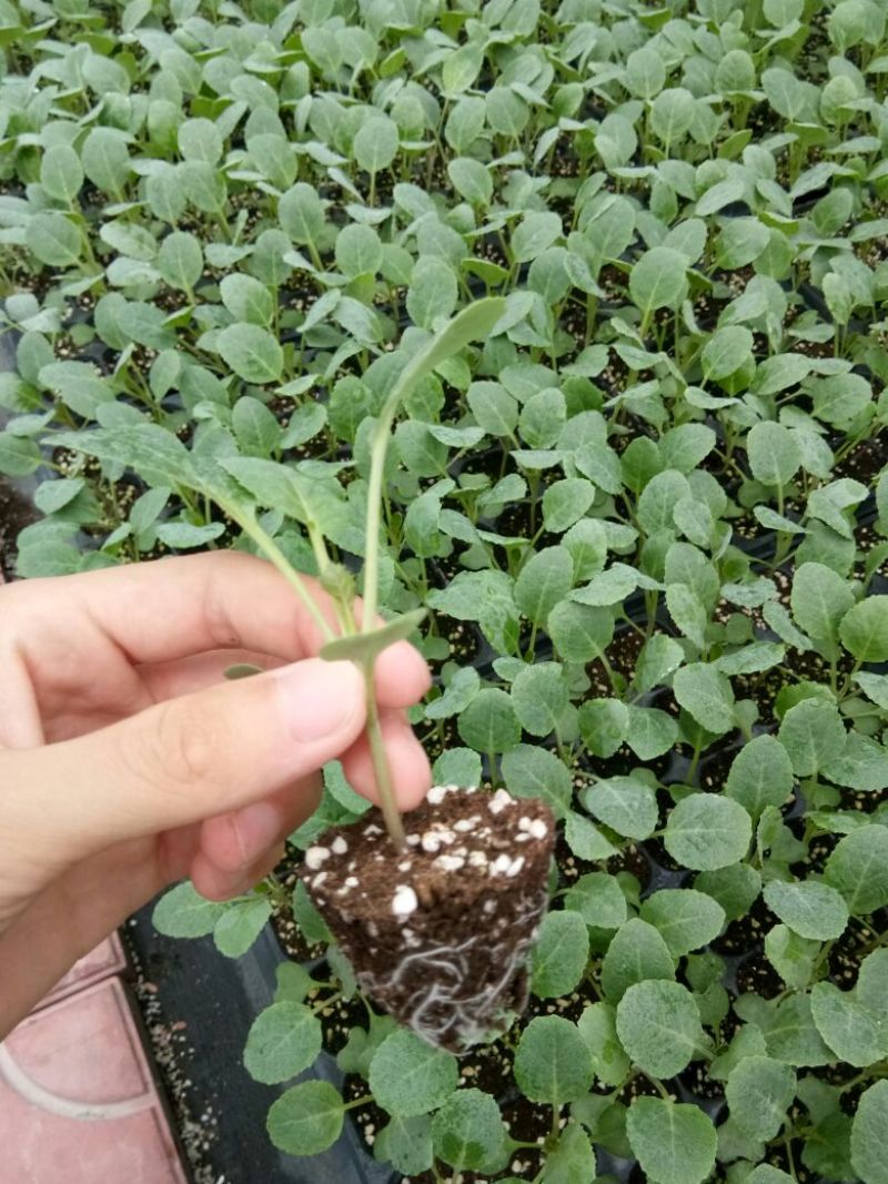 青梗菜花种苗菜花苗松花菜苗