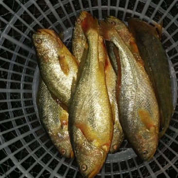 大黄鱼食用