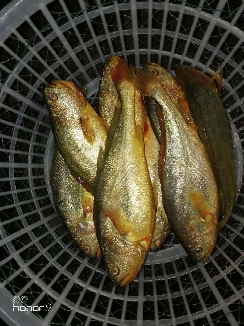 大黄鱼食用